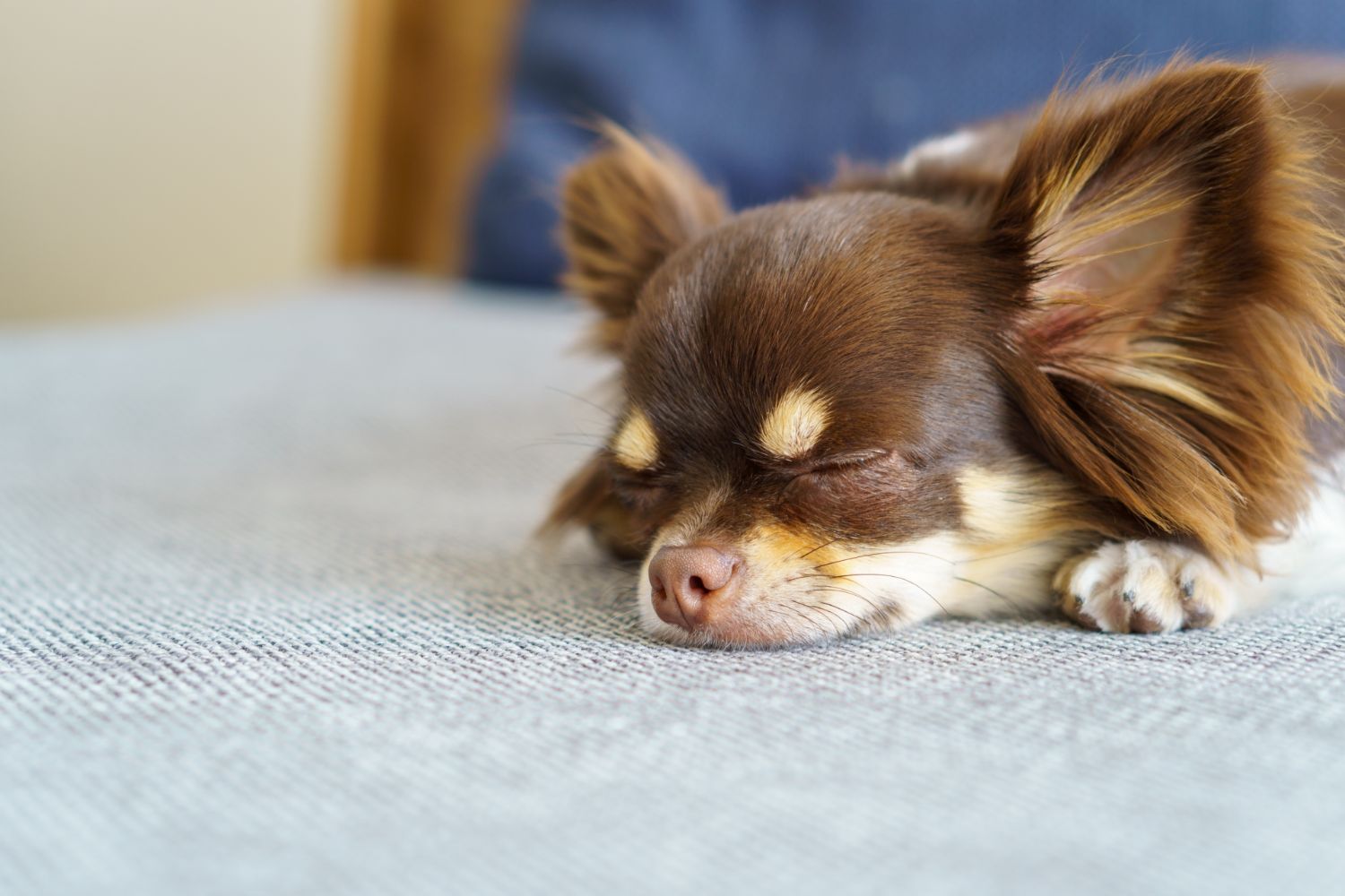 眠るチワワ