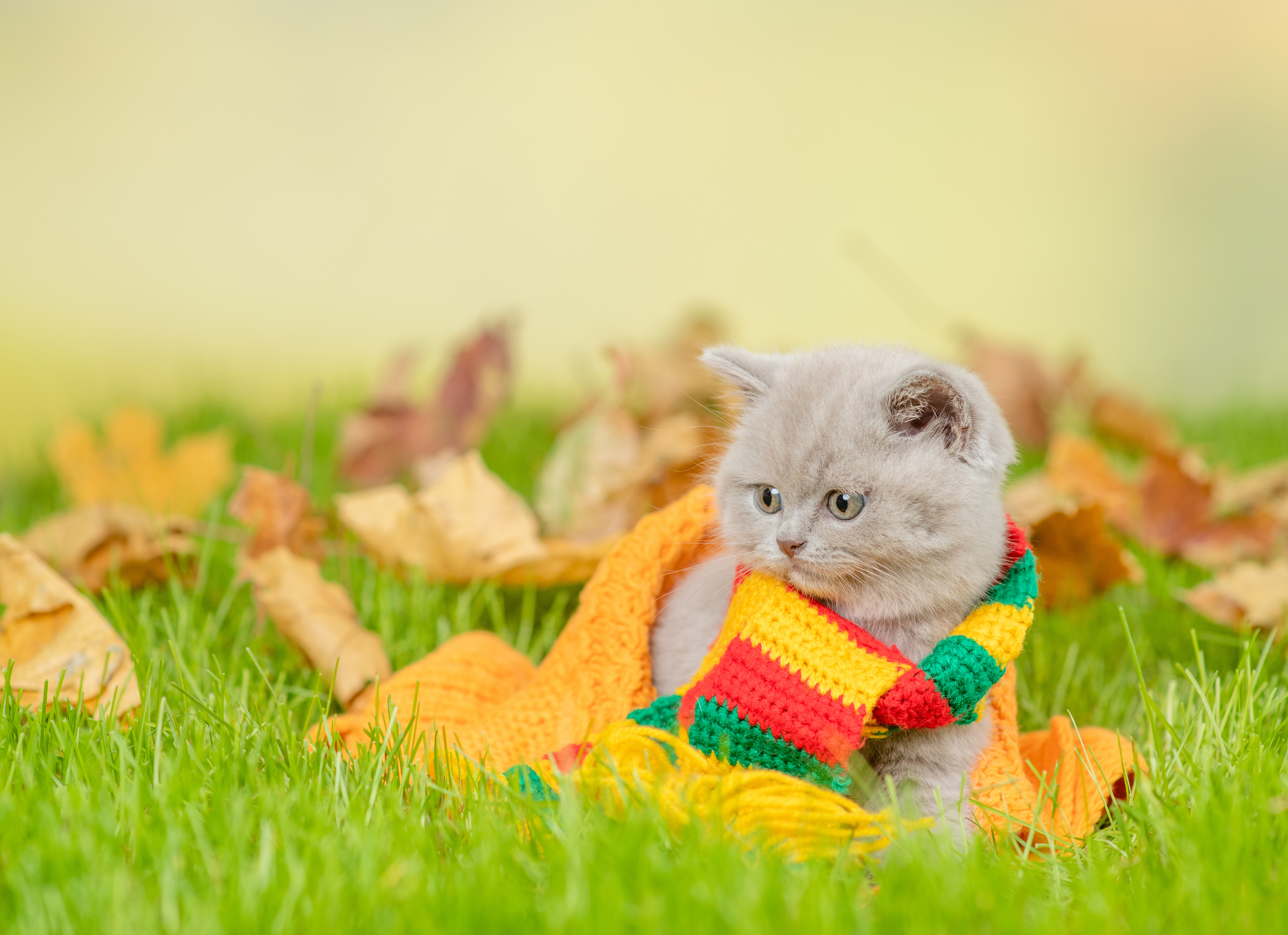 秋の草原でマフラーを巻いた子猫