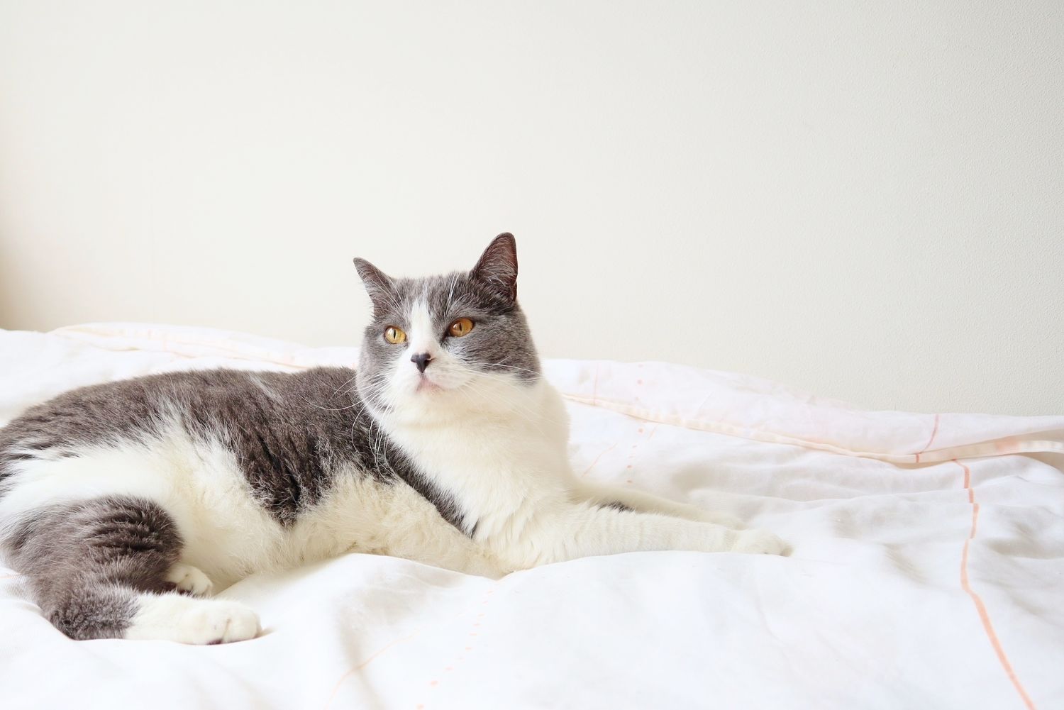 ペットシッターさいたま