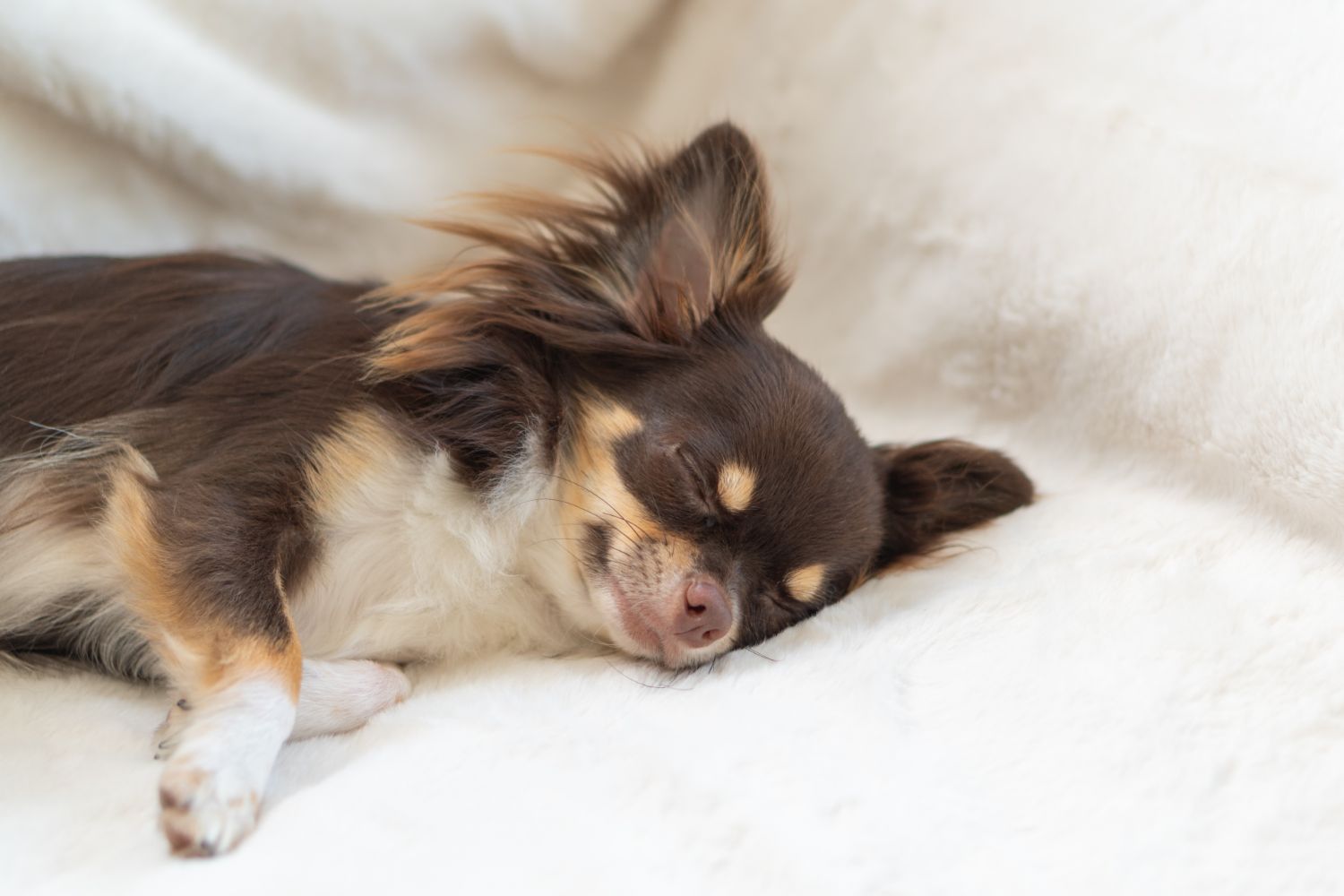 ベッドで眠るチワワ
