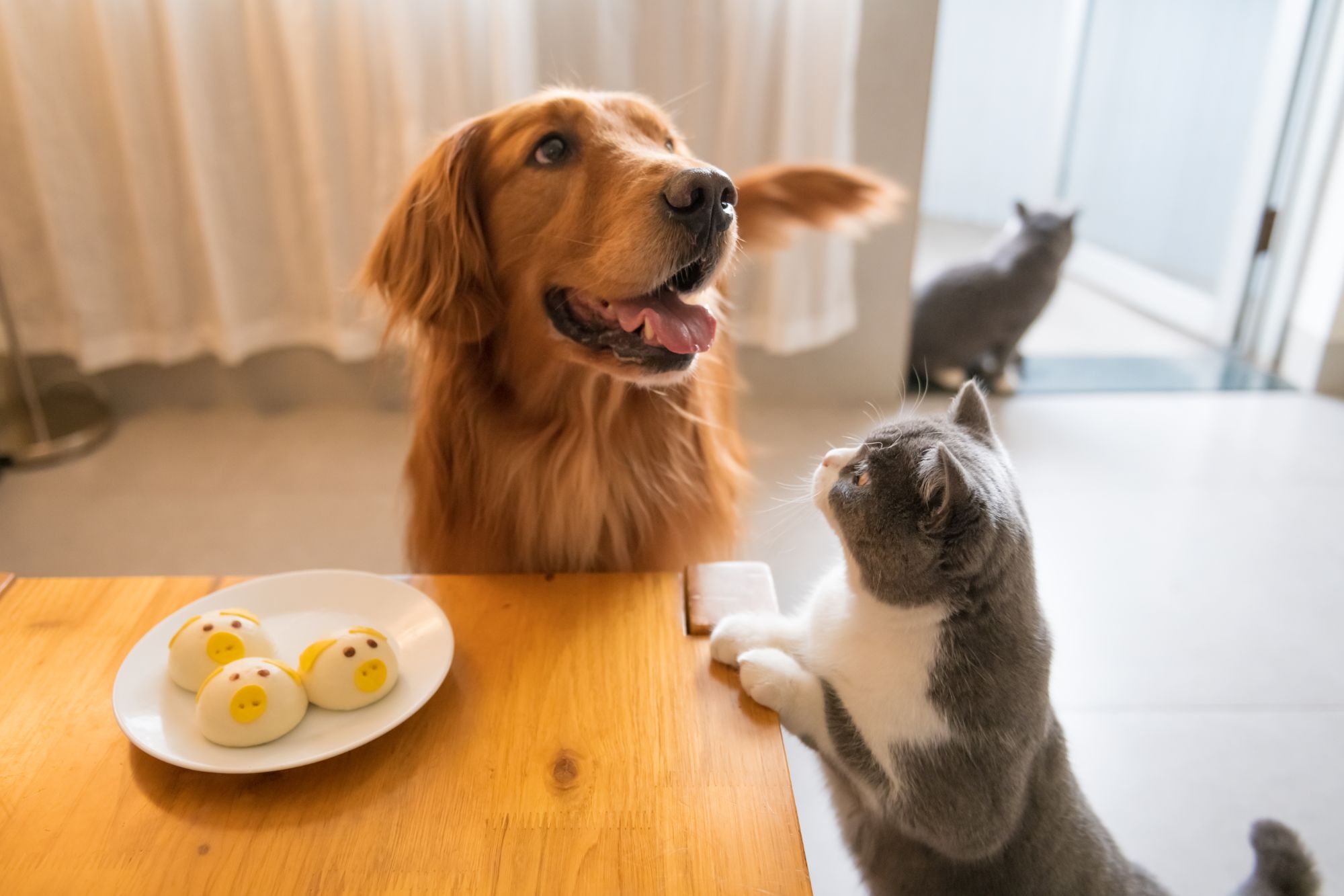 食卓を囲むゴールデンレトリバーと猫