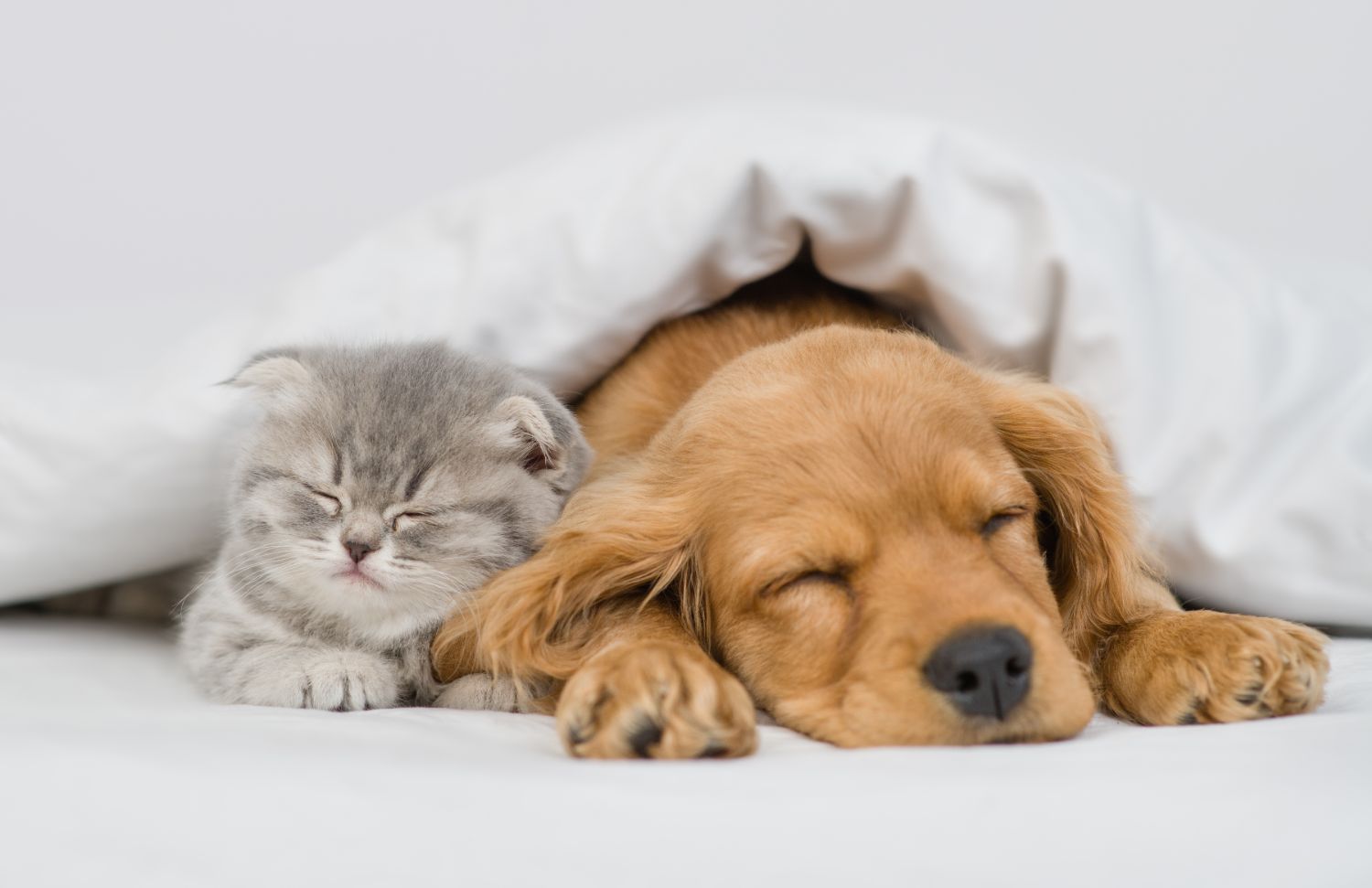 faroe フェロー マツエク まつエク まつ毛エクステ まつげエクステ まつ毛パーマ まつげパーマ アイラッシュ アイブロウ サロン 東京 港区 五反田