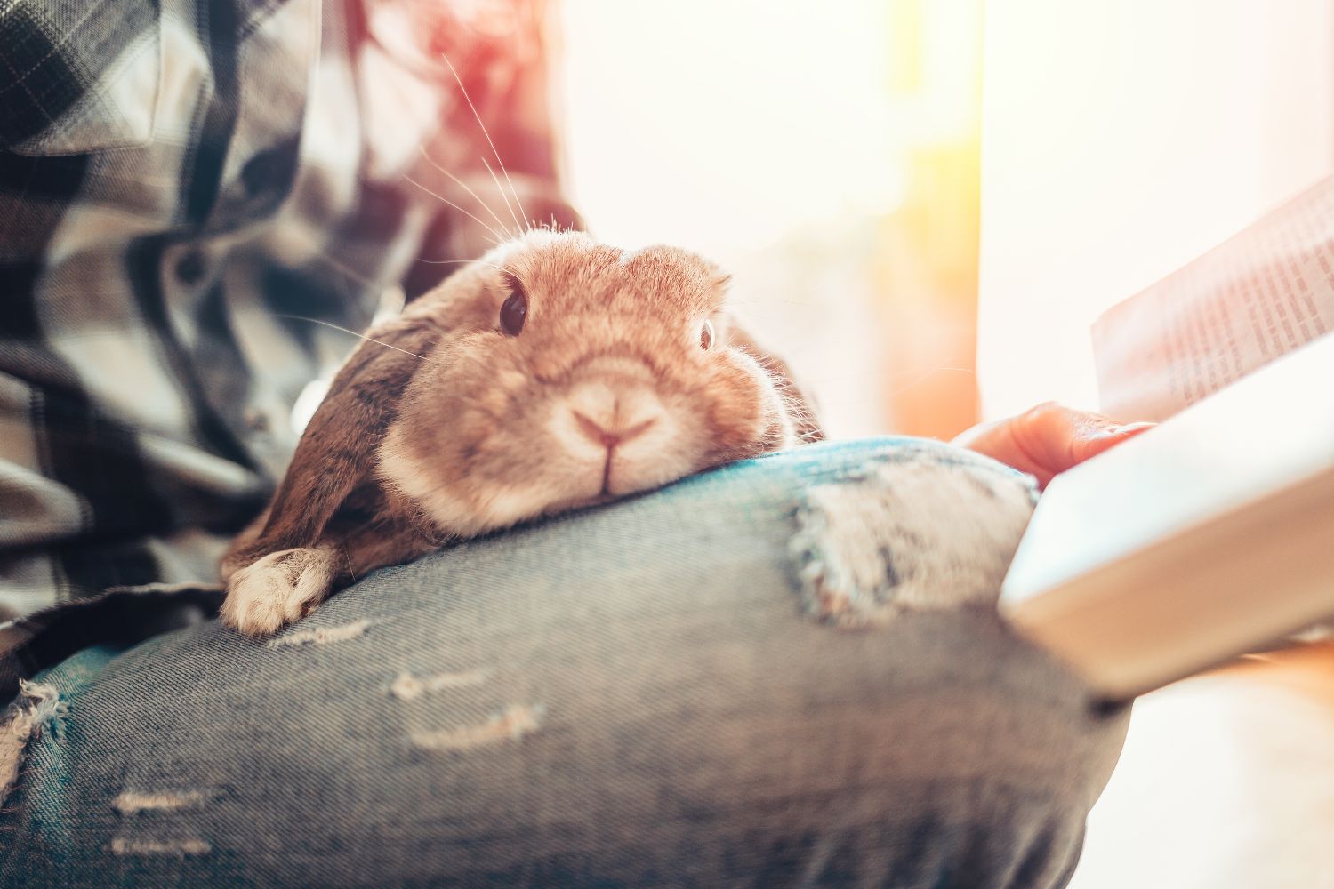 飼い主の膝でくつろぐウサギ