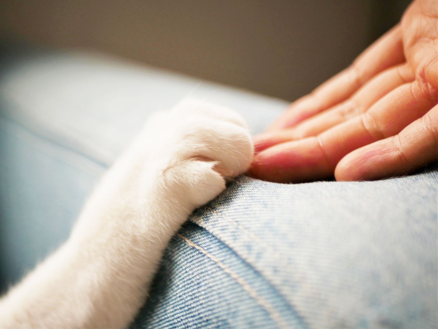ペットと飼い主に寄り添うお世話