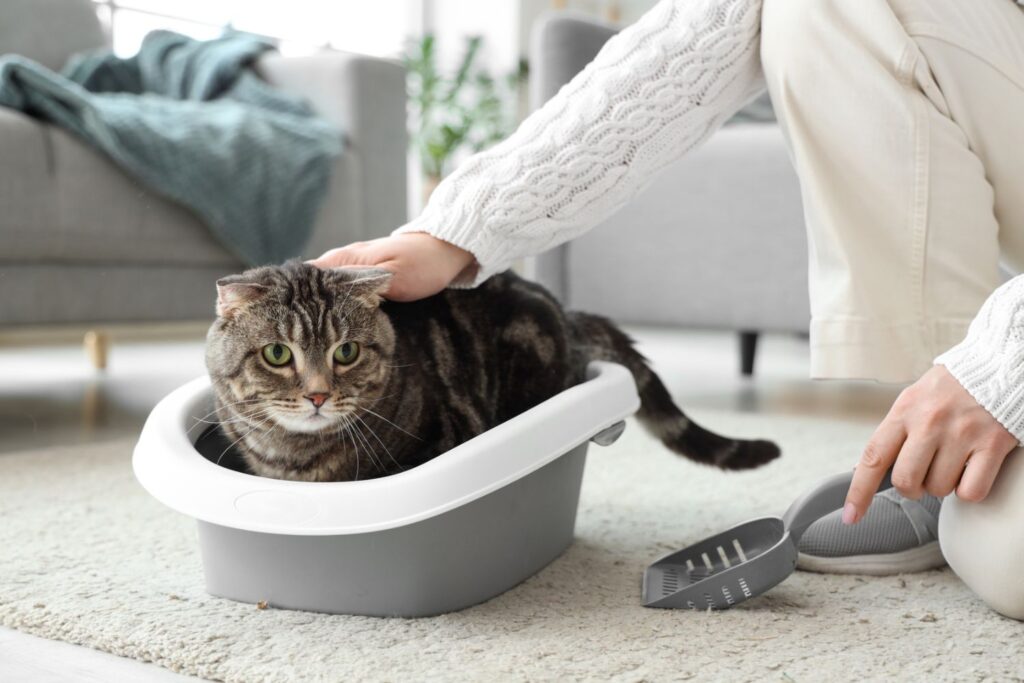 猫用トイレでくつろぐ猫とお世話をする飼い主
