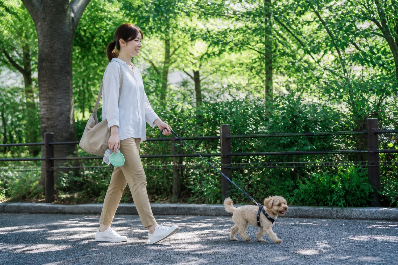 朝の涼しい時間に散歩する小型犬