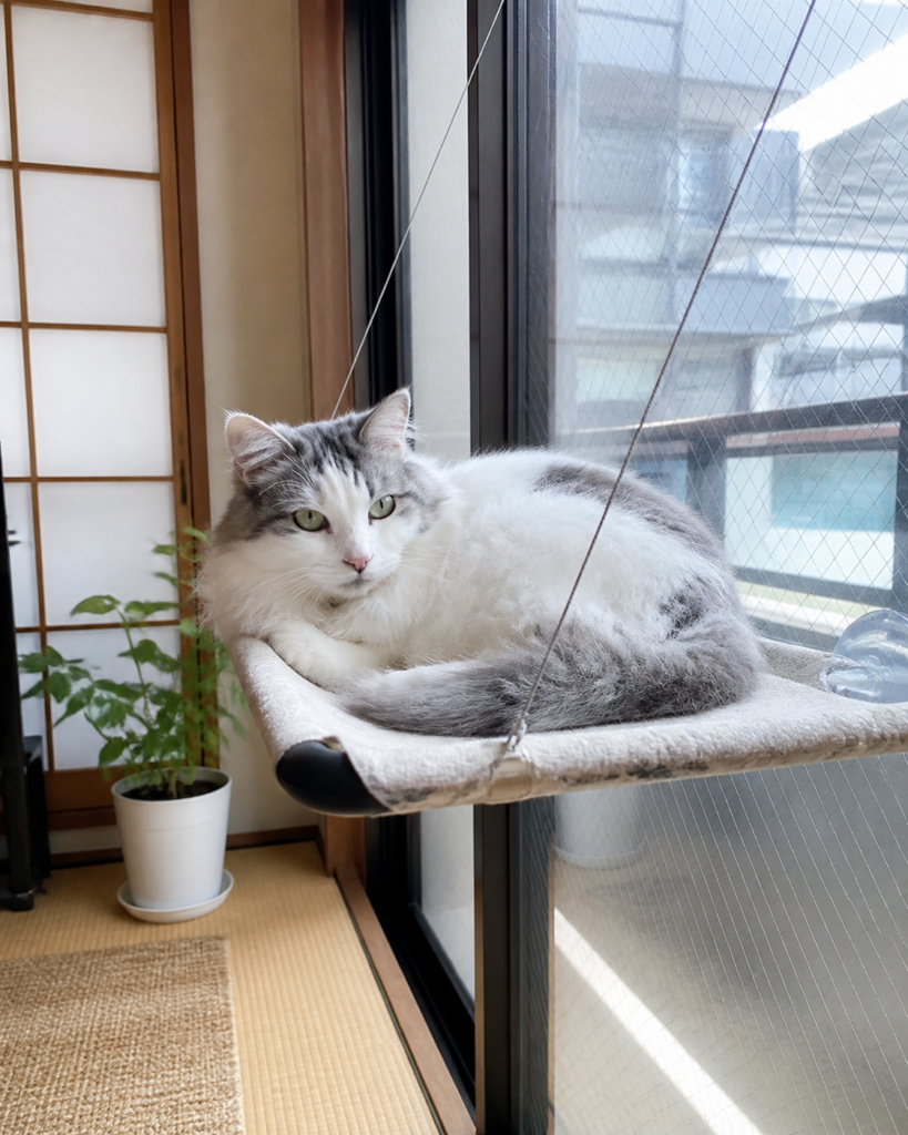 ゆきちゃんのおるすばんスナップ
